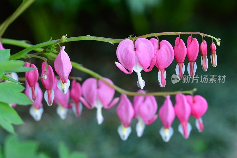 Lamprocapnos spectabilis /流血的心/七弦琴花